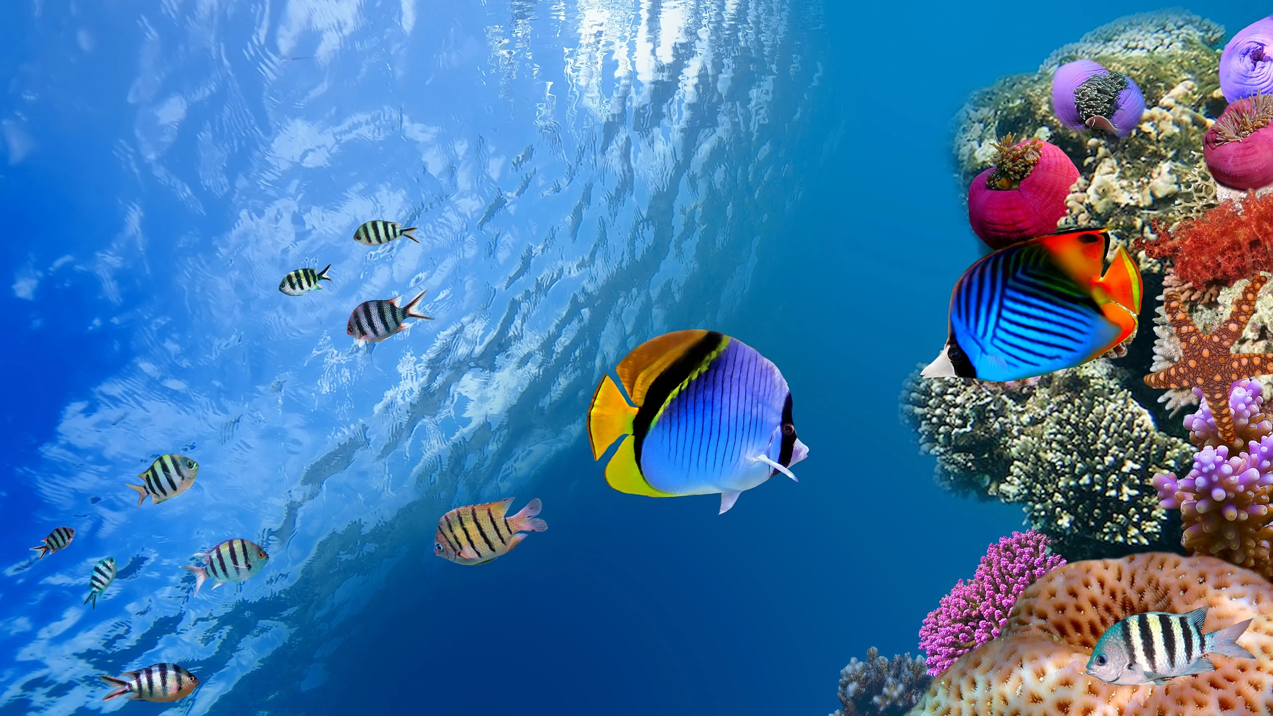 Esplora il mondo sottomarino di Hurghada durante le escursioni a Hurghada