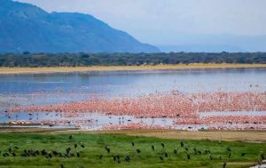 Con i pacchetti vacanze in Africa, scopri il Parco Nazionale del Lago Manyara