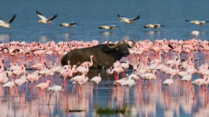 Visita el Parque Nacional del Lago Nakuru con paquetes de vacaciones por África