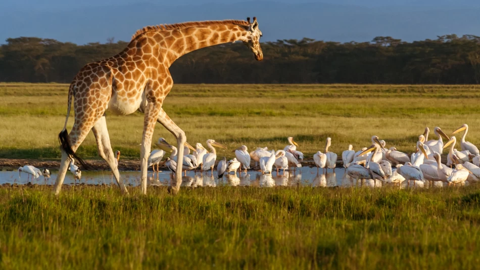 Descubre el Parque Nacional del Lago Nakuru a través de las cosas que hacer en África