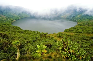 Sé testigo de la vida salvaje de Ruanda durante los tours de safari en África
