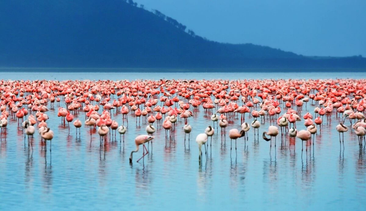 explore Lake Nakuru National Park with africa tours