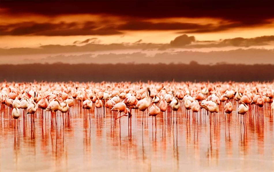 Visita el Parque Nacional del Lago Nakuru a través de los safaris africanos