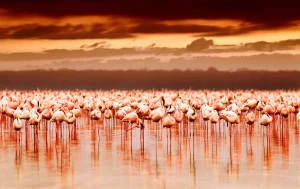 Visita el Parque Nacional del Lago Nakuru a través de los safaris africanos