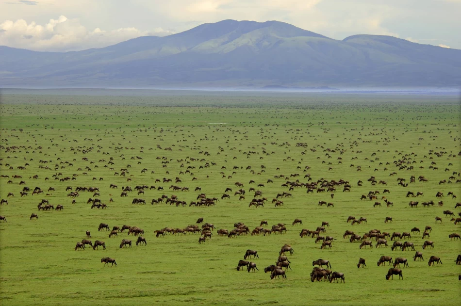 Admira el Parque Nacional Serengeti en los tours por África