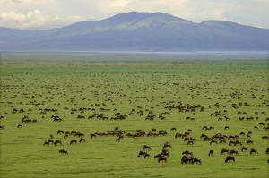 Admira el Parque Nacional Serengeti en los tours por África