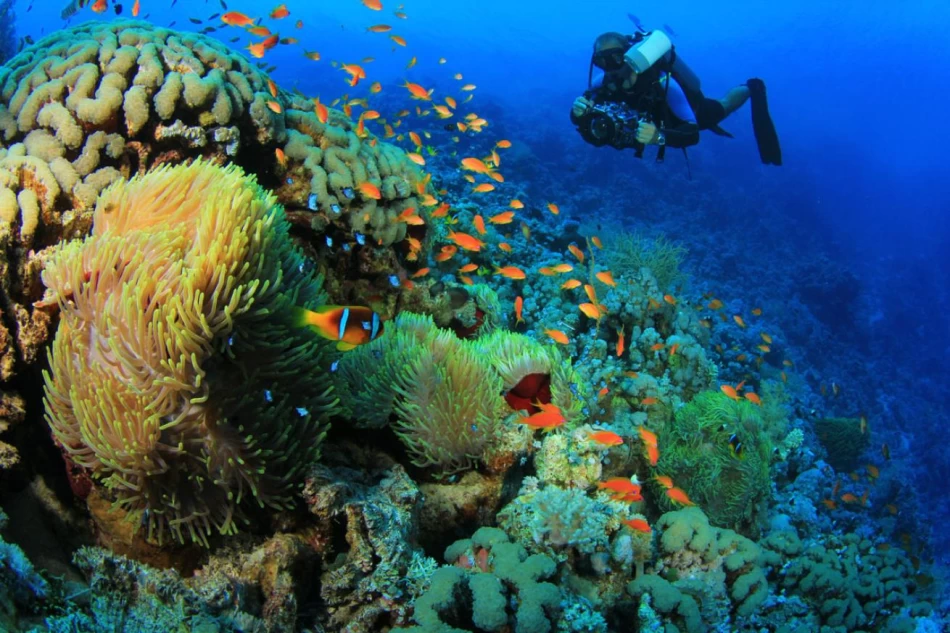 Colorful coral reef teeming with tropical fish underwater in the Red Sea