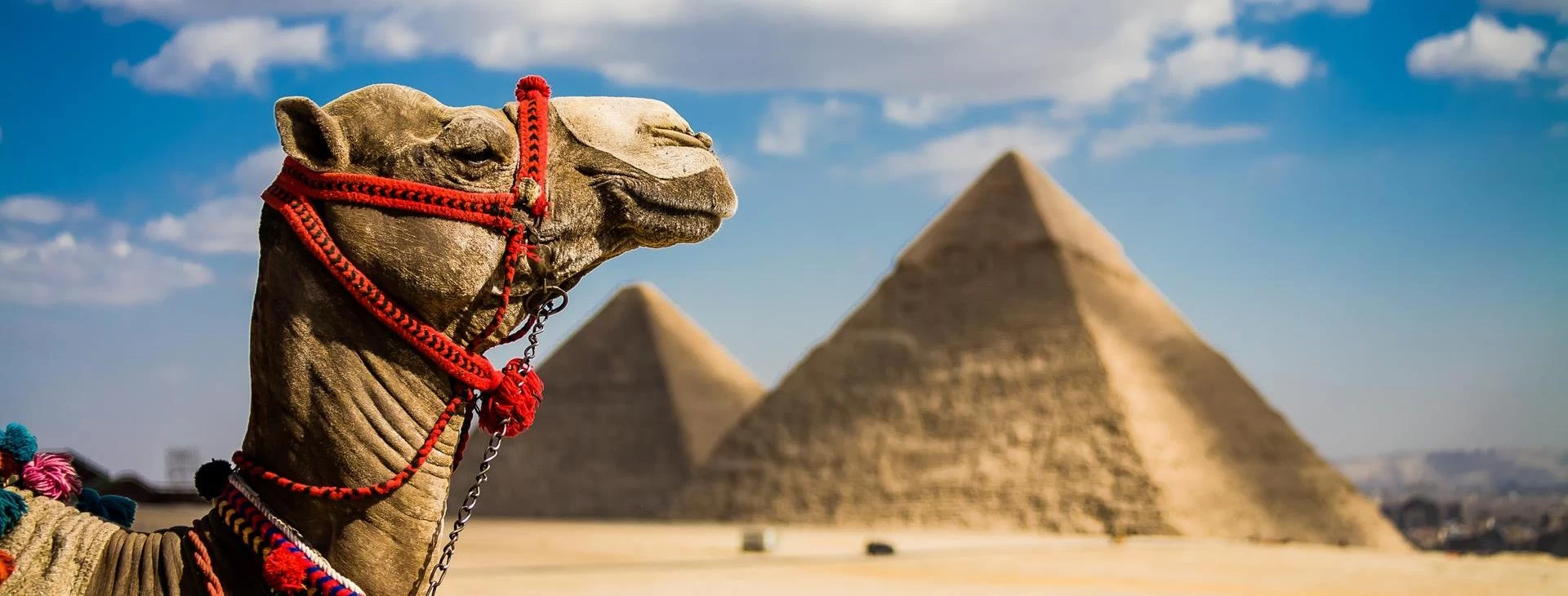Giza Pyramid with a camel in front, Cairo Egypt.