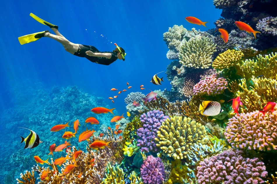 Colorful coral reefs and tropical fish underwater in Sharm El Sheikh, Red Sea Egypt.