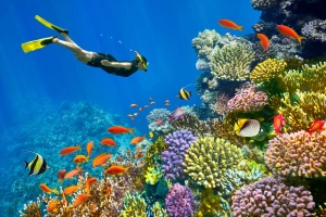 Colorful coral reefs and tropical fish underwater in Sharm El Sheikh, Red Sea Egypt.