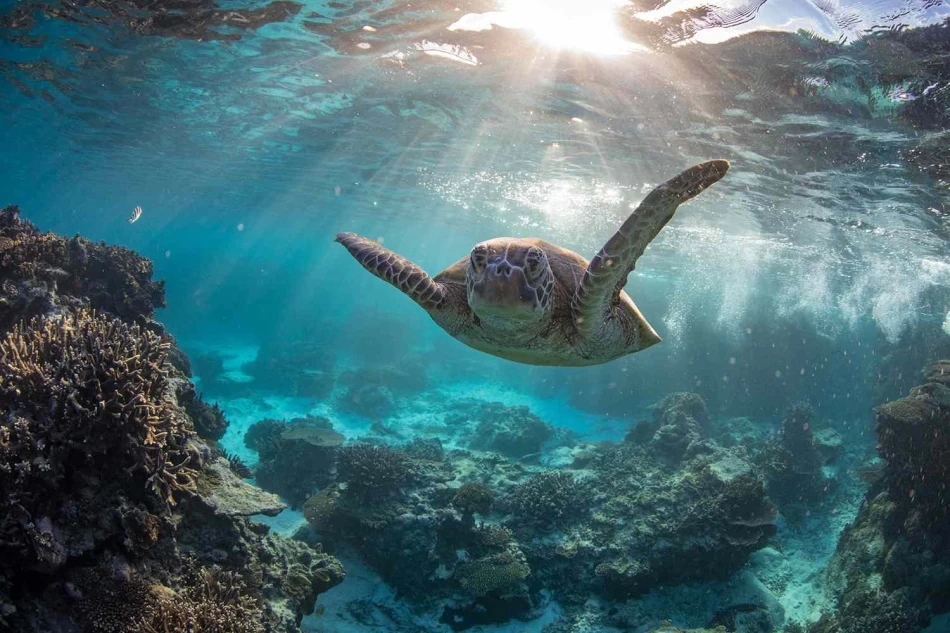 Colorful coral reef and tropical fish underwater in Hurghada, Red Sea, Egypt