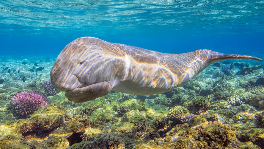 Cose da fare a Marsa Alam, Egitto
