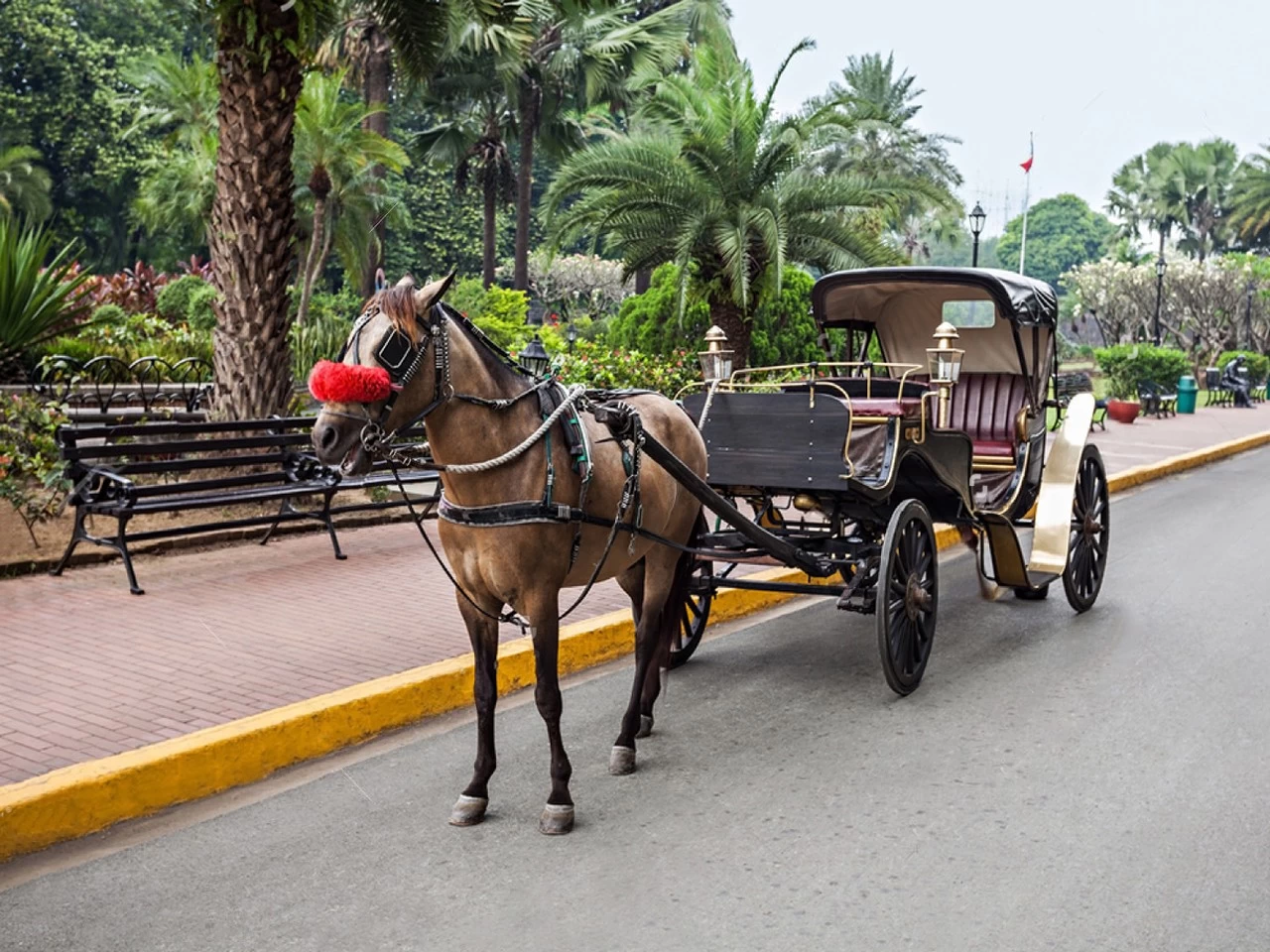 Paseo en carro de caballos en Aswan