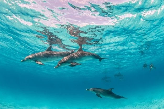 Dolphin House Marsa Alam