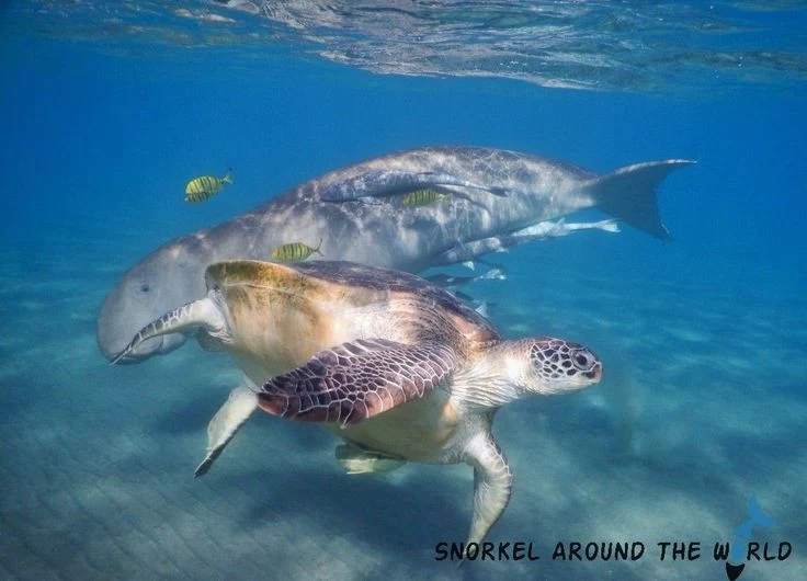 Excursión al mar de Marsa Mubarak - Marsa Alam