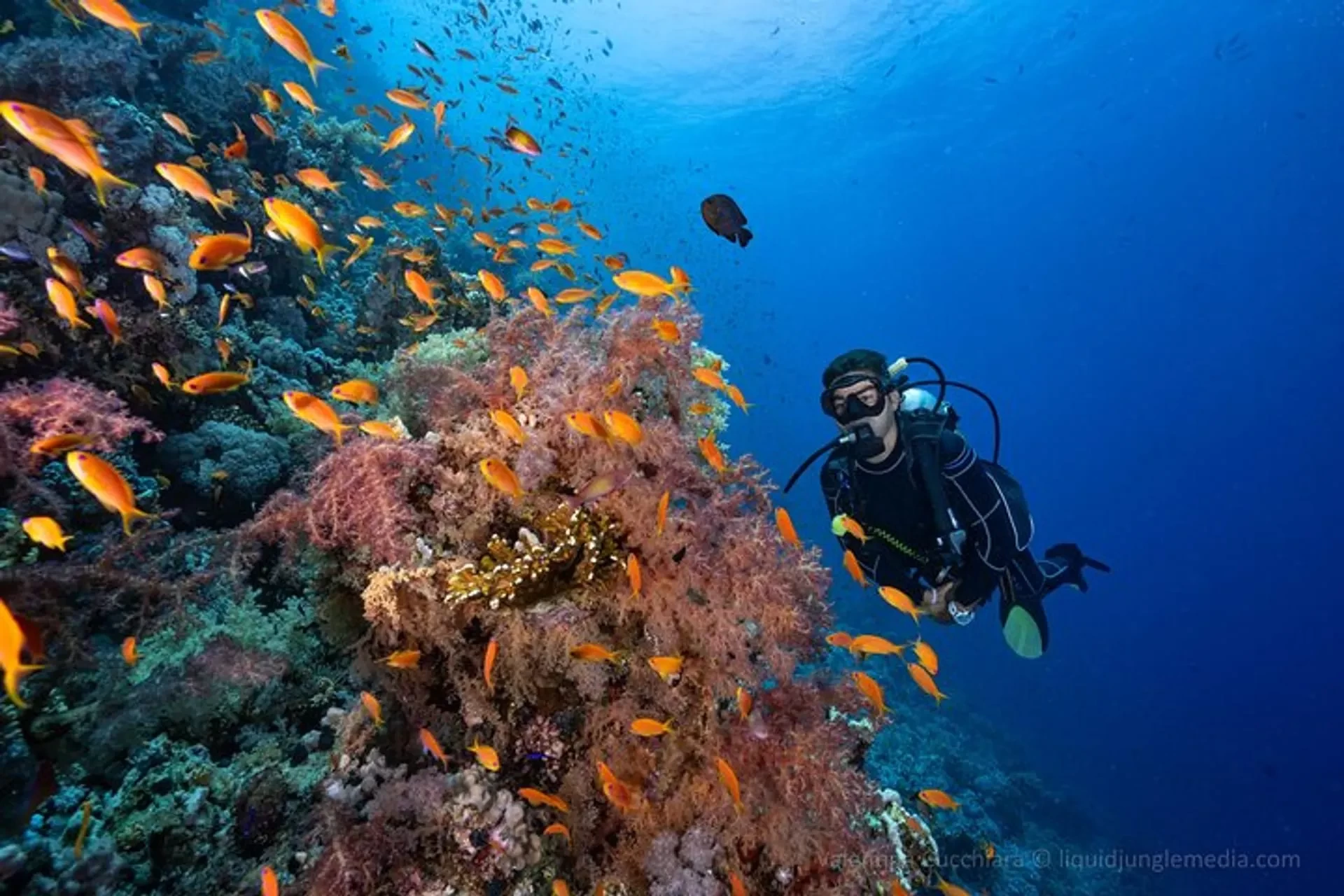 Snorkeling Sites in Hurghada