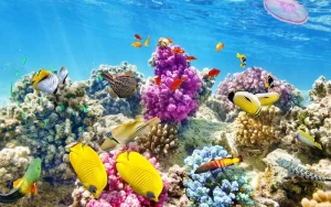 Vibrant Coral Reefs