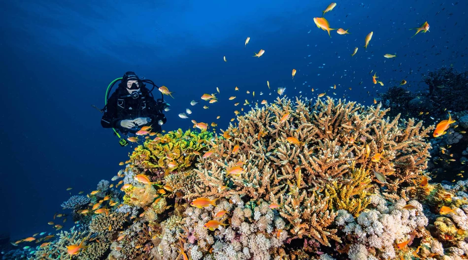 snorkeling in marsa alam