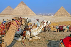 Camel in front of the pyramids of giza