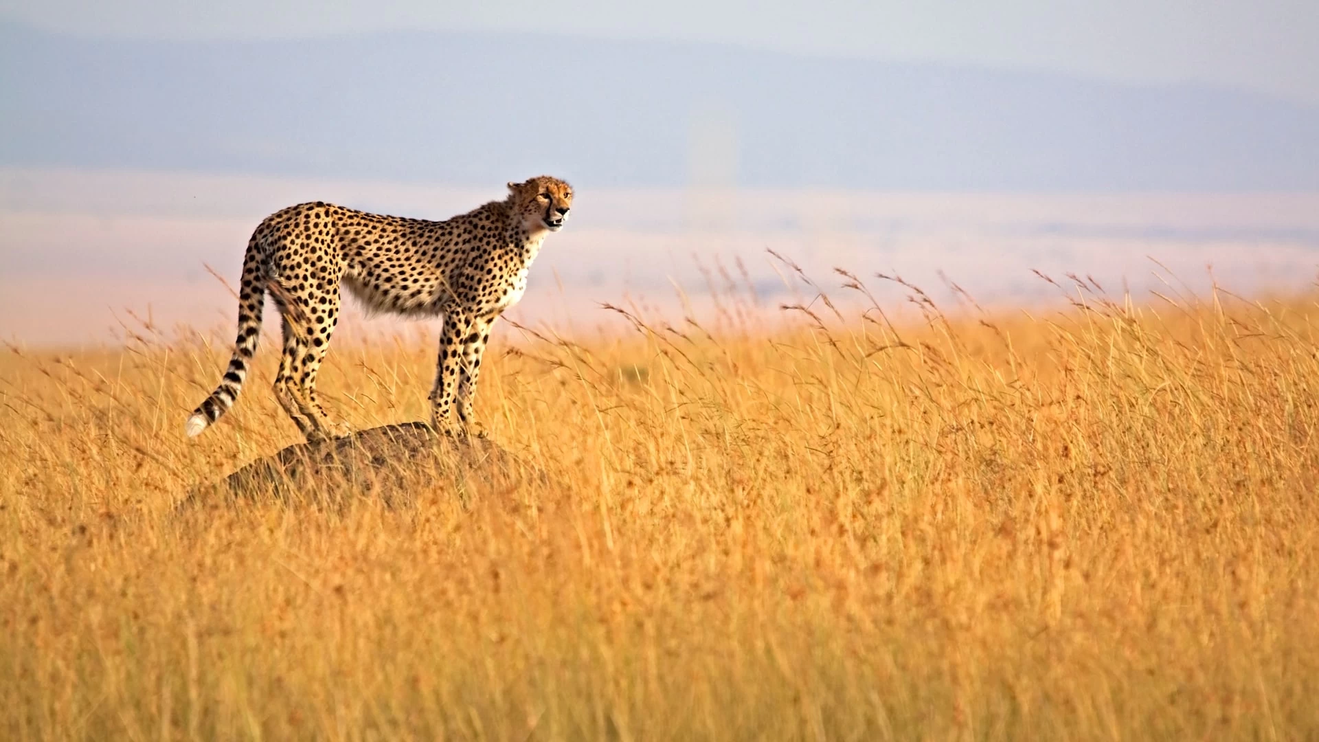 Ultimate Kenya Wildlife Safari Tour package