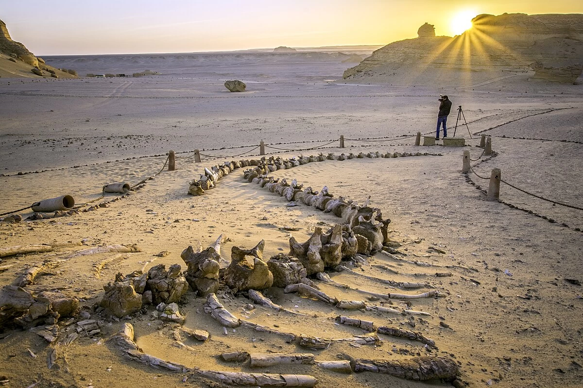 Escursione Safari di un giorno a Fayoum da Cairo