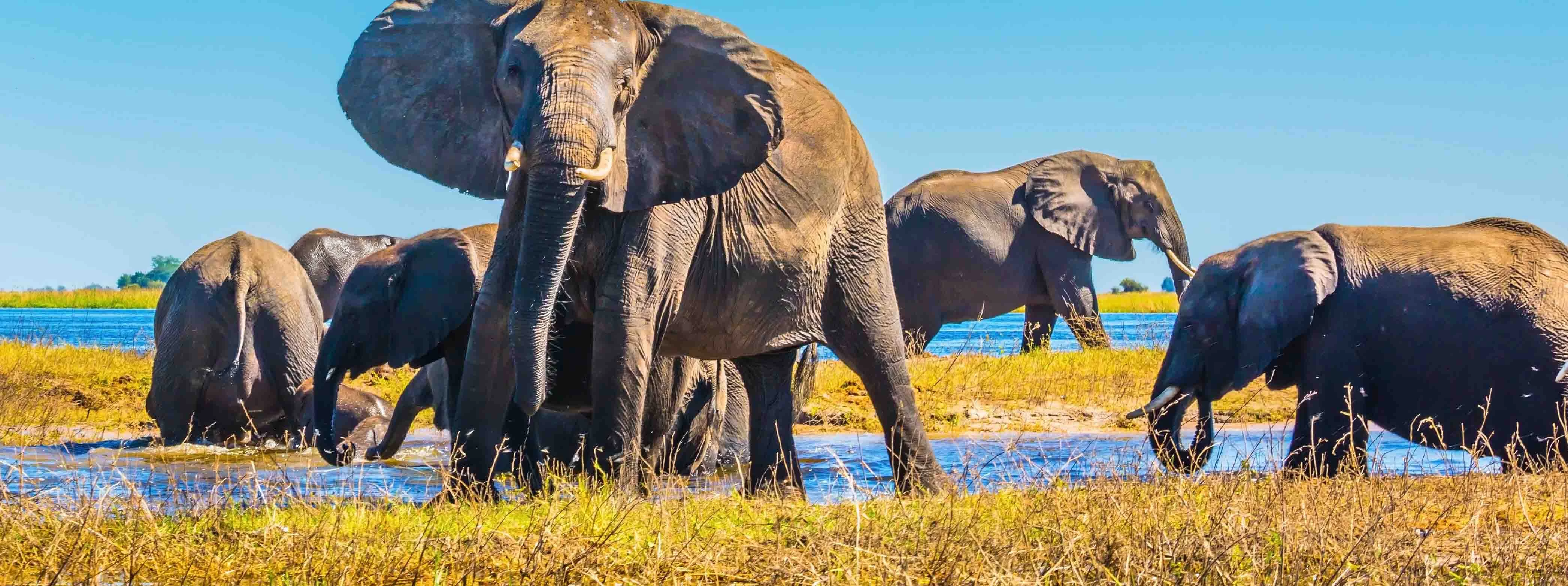 La tua guida completa ai viaggi in Botswana